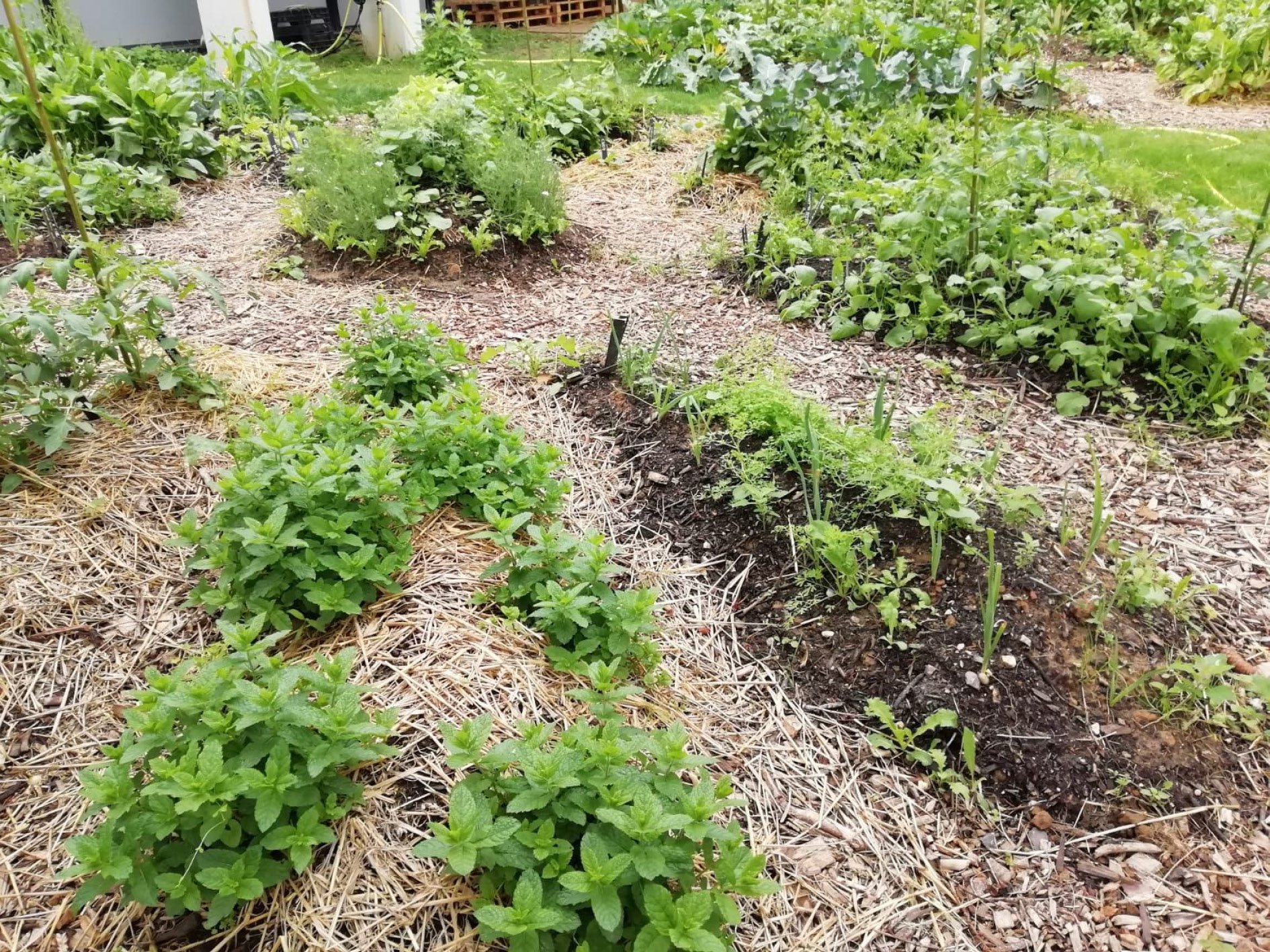 Jardinage : les jardins, après 1 mois