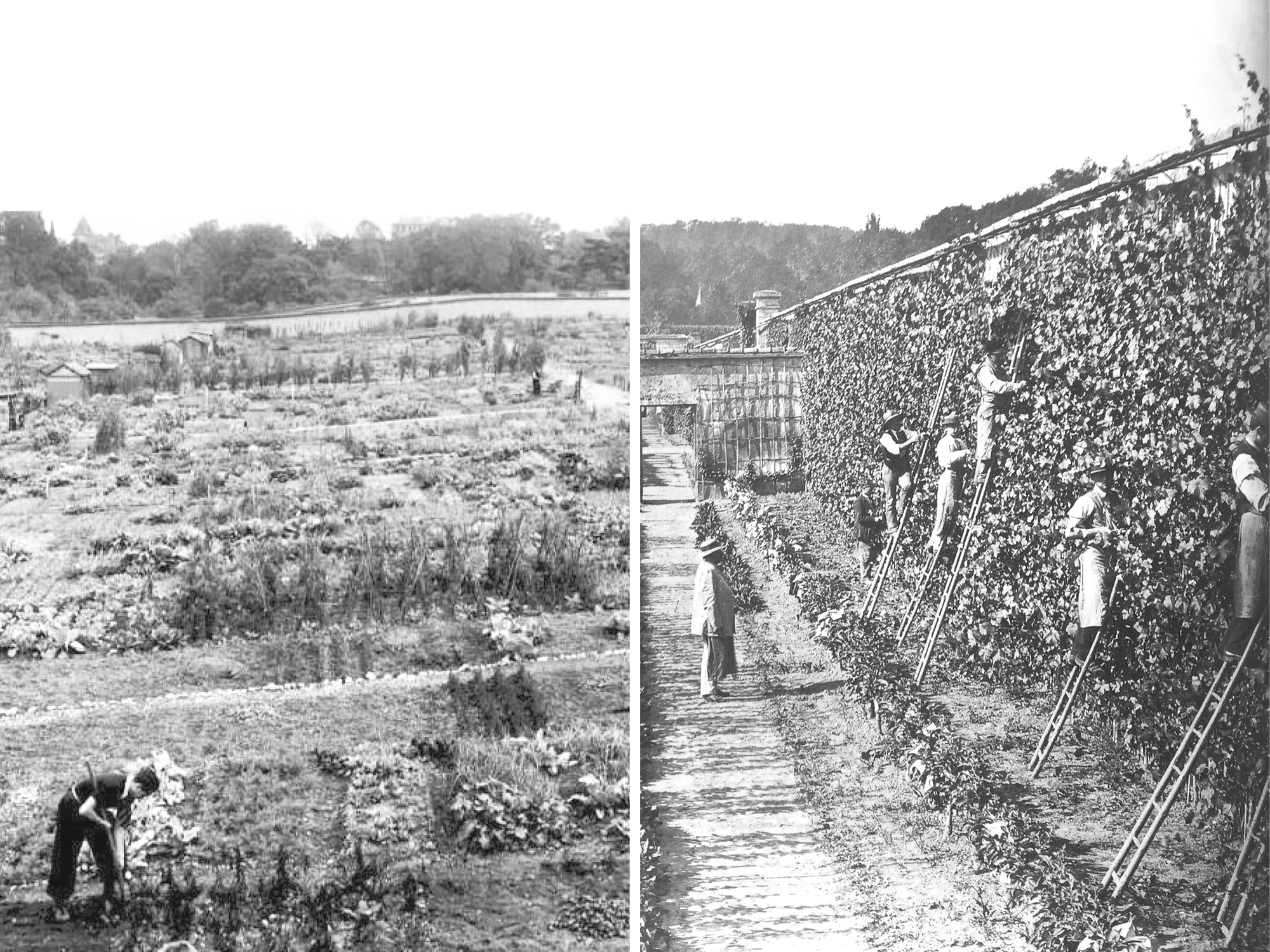 Les jardiniers-maraîchers du XIXe siècle